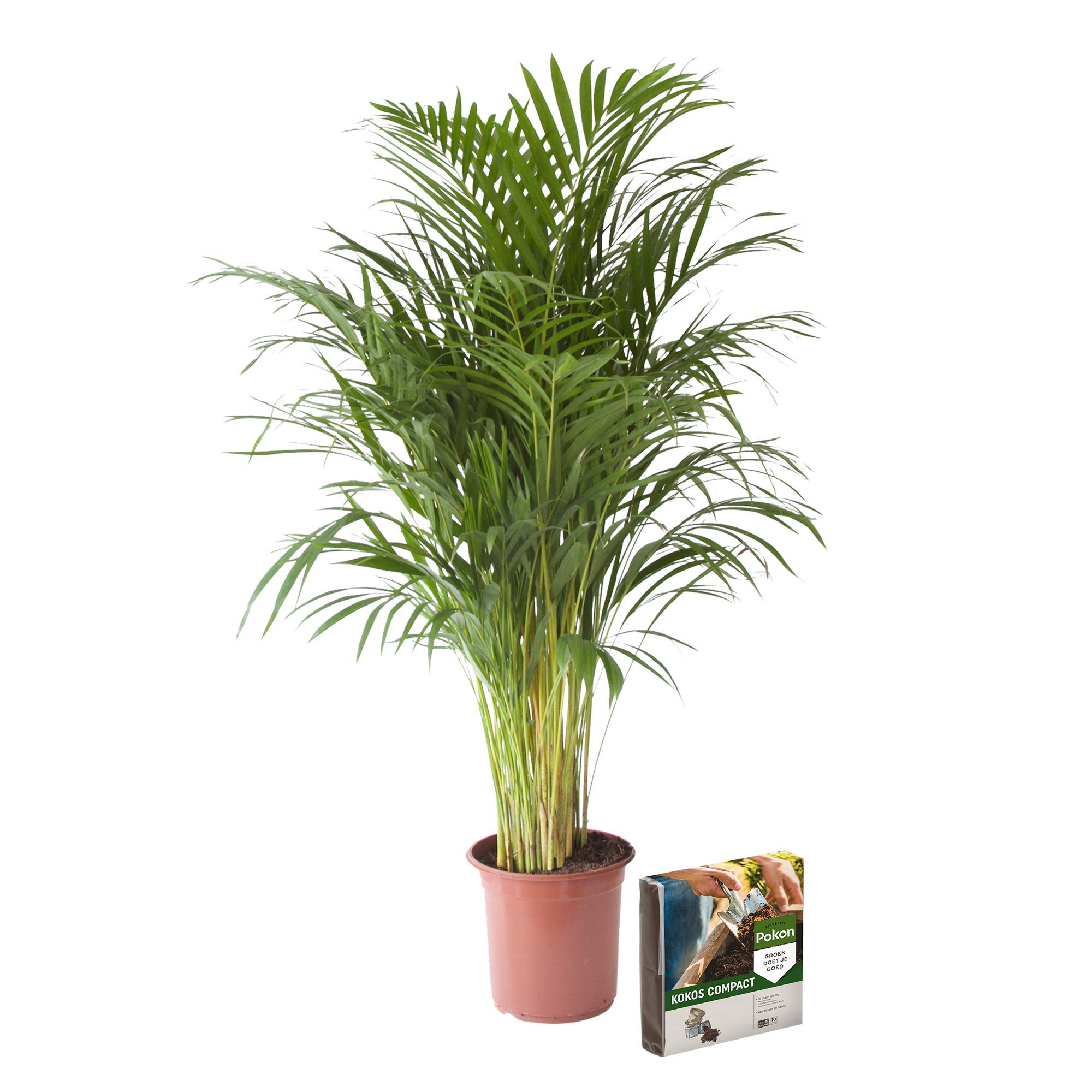 fargesia rufa wachstum pro jahr 6x Fargesia Rufa - 25cm main image 1
