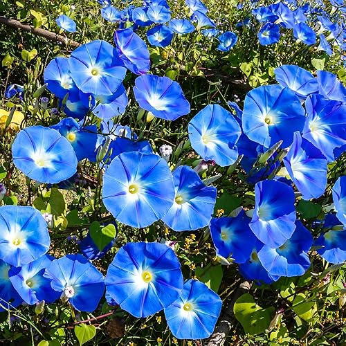 Miniatura 6 de TKE Farms - Semillas de gloria matutina para plantar azul celestial 018oz  150 semillas Ipomoea tricolor