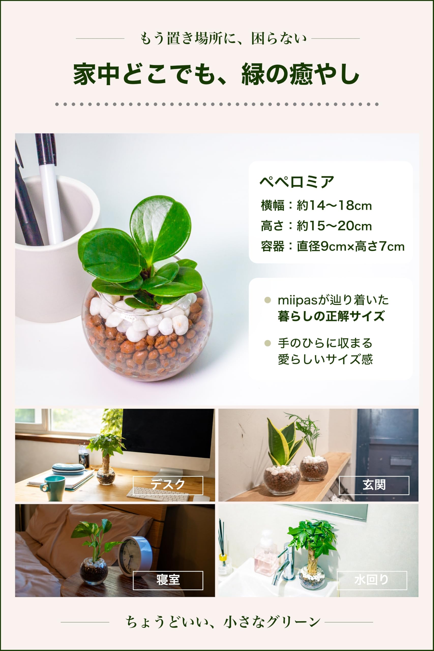 Amazon｜[ miipas ] ペペロミア ハイドロカルチャー 観葉植物 本物