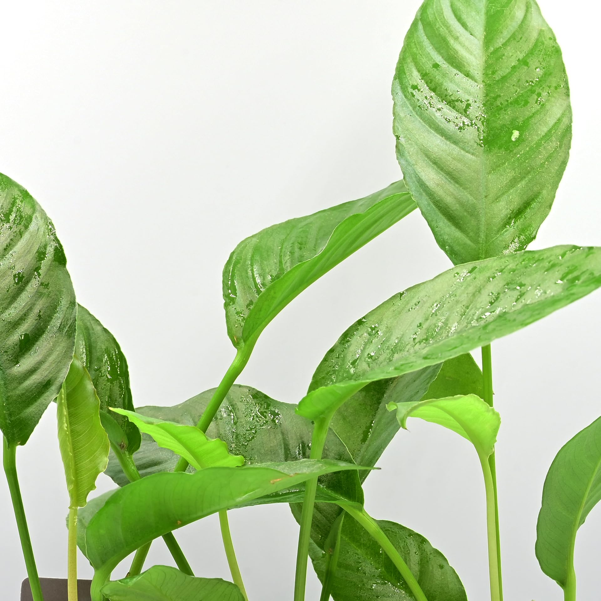 AquaBreedingSkill Set de 3 Anubias Heterophylla plantes d’aquarium vivante pour eau douce, plante verte décorative, idéale pour poissons et crevettes – avec passeport phyto (Heterophylla 3 pcs)