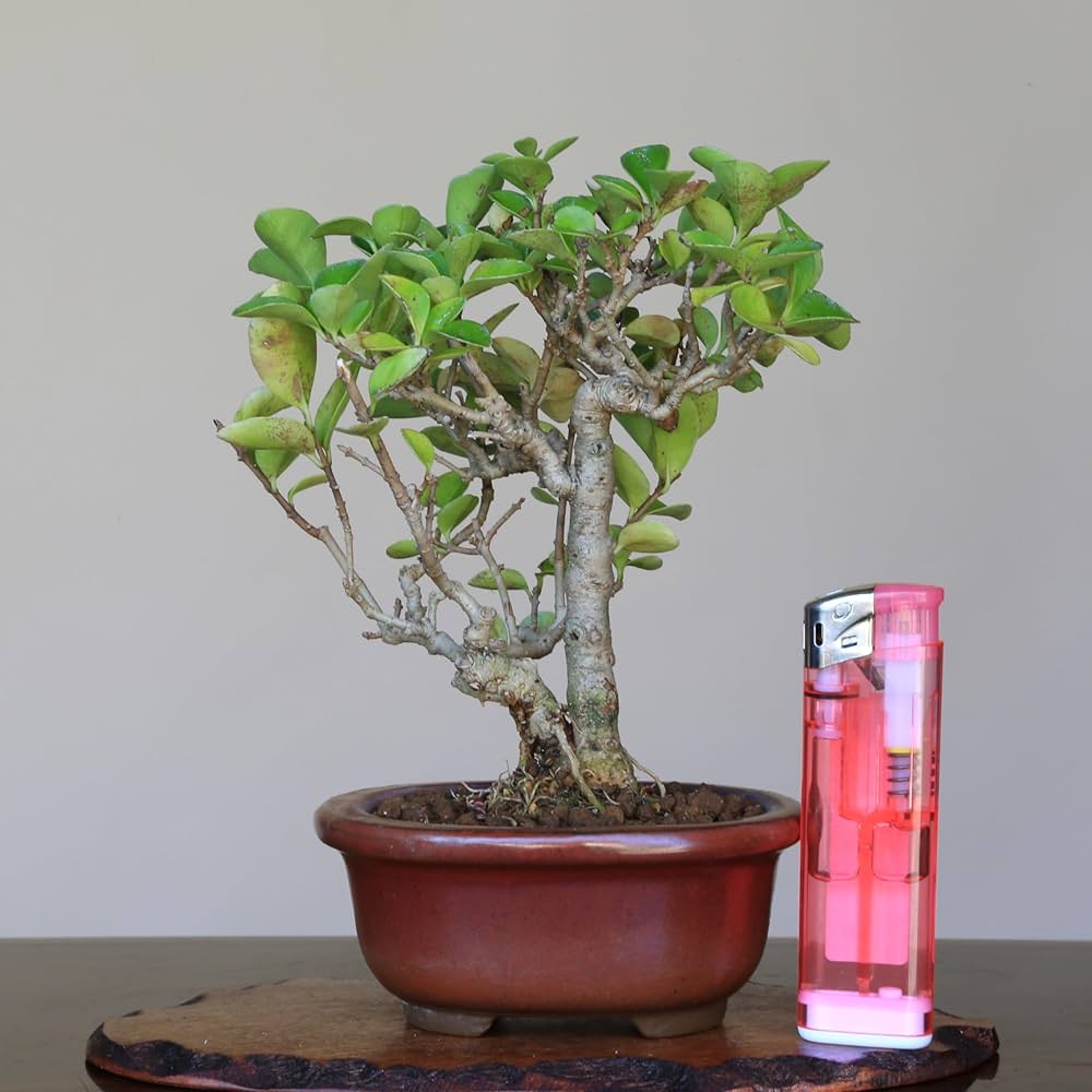 ミニ盆栽。イボタ盆栽。 ミニ盆栽 イボタ/盆栽、多肉植物、塊根植物、観葉植物通販