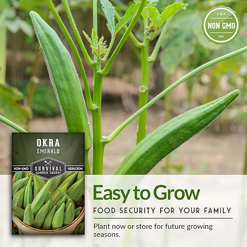 Miniatura 7 de Survival Garden Seeds - Semilla de Okra esmeralda para plantar - Paquete con instrucciones para plantar y cultivar Okra tierna y grande en tu jardín