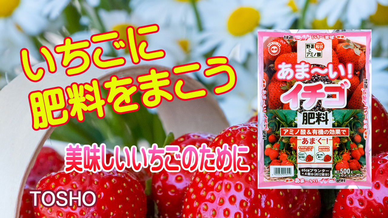 Amazon | 東商 あまーいイチゴ肥料 500g | 花