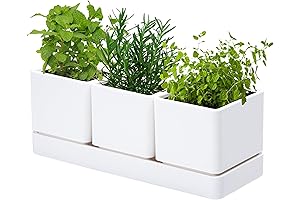 D'vine Dev Kitchen Herb Garden Indoor Planter Set: Essential Starter Kit for Beginners
