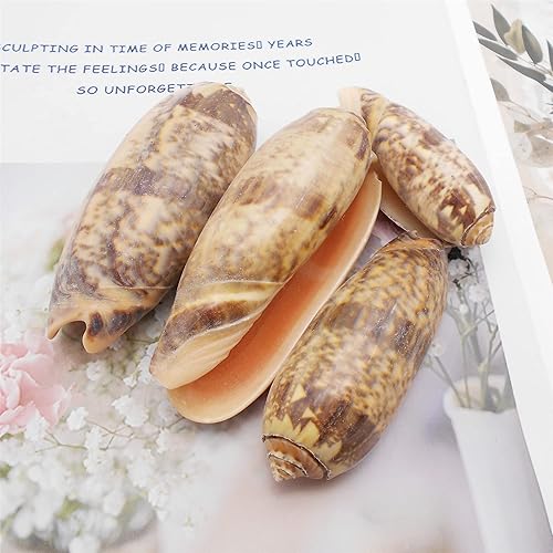 Miniatura 4 de 10 unidades de conchas naturales de cangrejo ermitaño de estrella de mar, conchas de cangrejo ermitaño de crecimiento mediano a grande, para