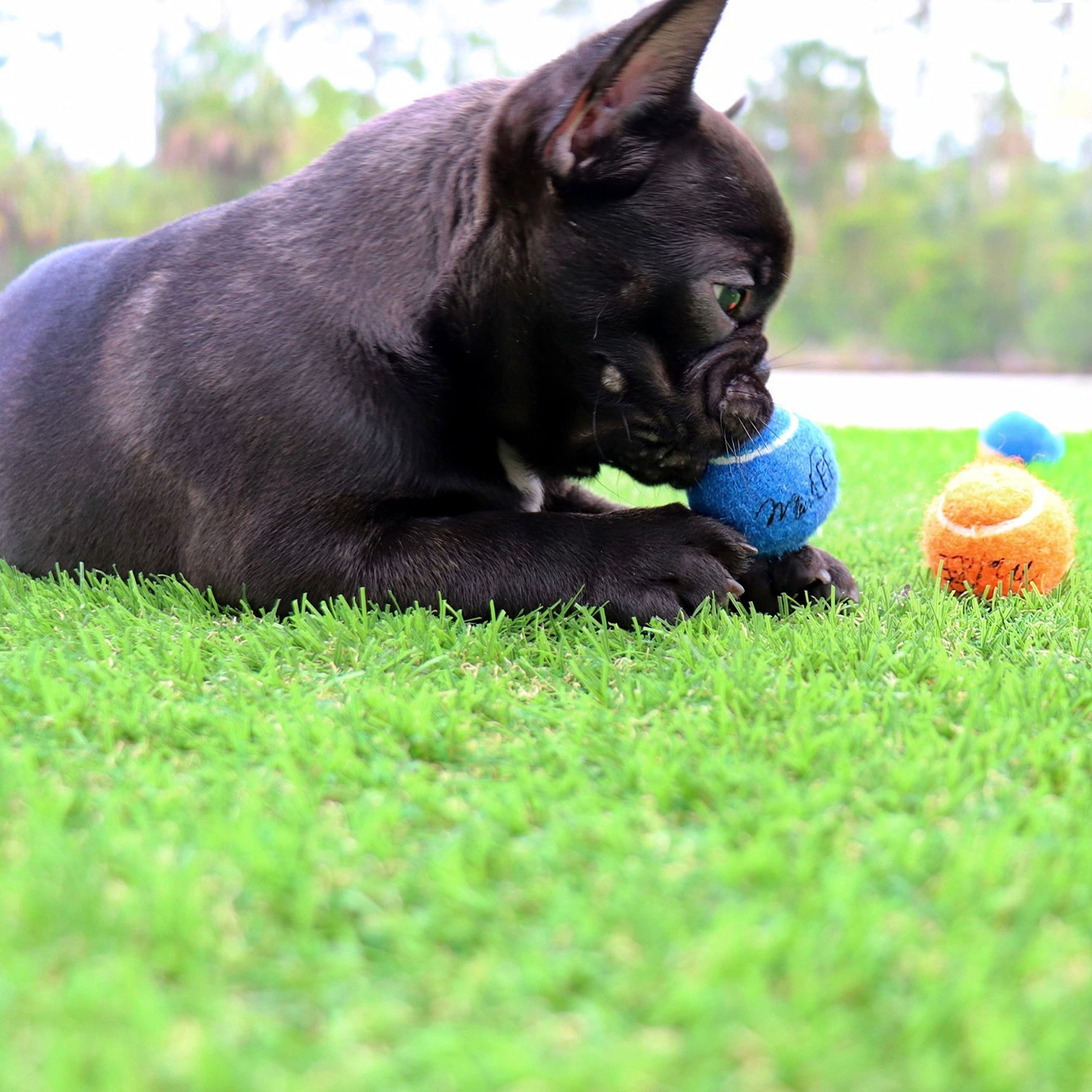 Midlee Mini pelotas de tenis para perros, Juguetes de perros de 1.5 pulgadas con chirriador, juego de 12 colores sólidos