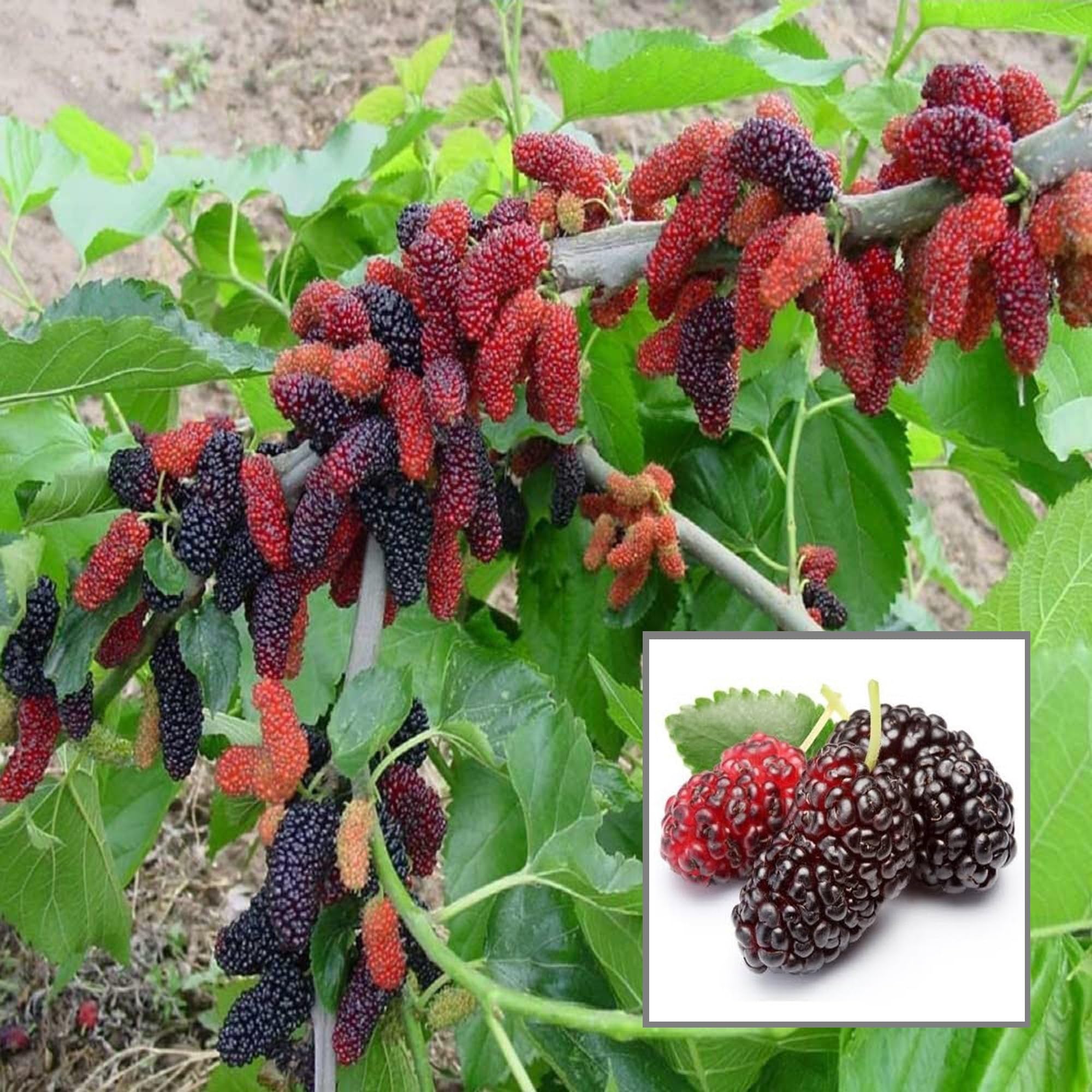 HAPING Mulberry Shahtoot All Time Layering/Grafted Fruit Live Plant (1.5-2 Feet Height) (B0CV4XNZ84) Amazon Price History, Amazon Price Tracker