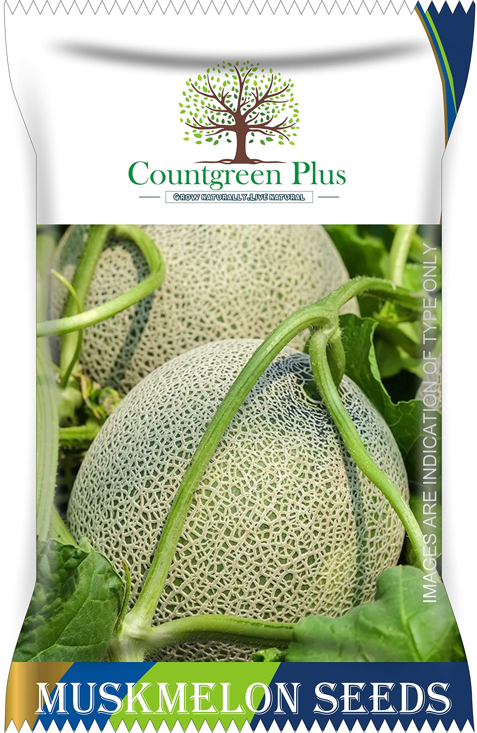 Countgreen Plus Muskmelon (Kharbuja) Organic Fruit Seeds Pack of 100 (B092JF4WX1) Amazon Price History, Amazon Price Tracker