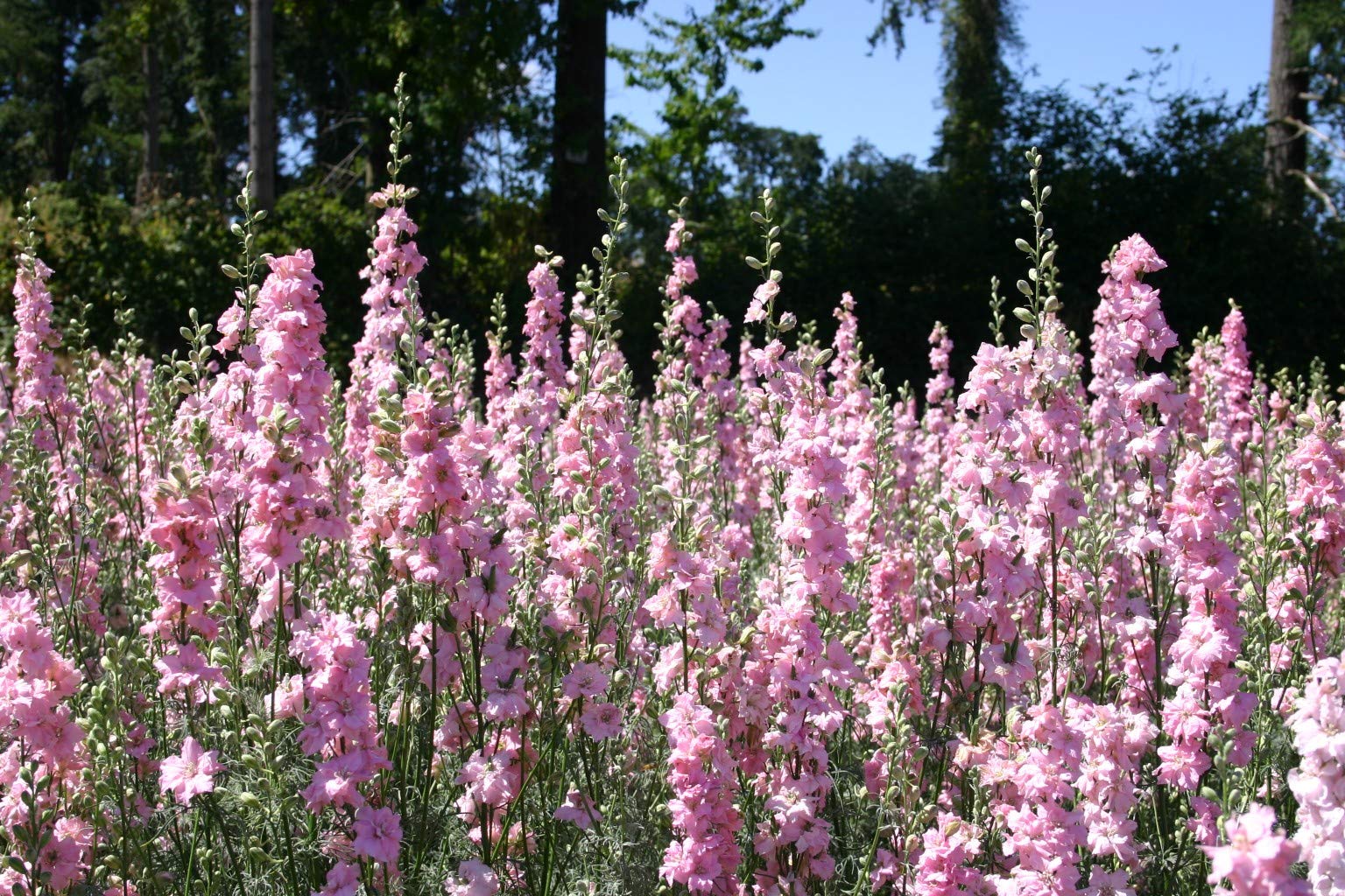 Non-Gmo Light Pink Larkspur Rocket Flower Seeds for Home Gardening-25 Seeds-image-32