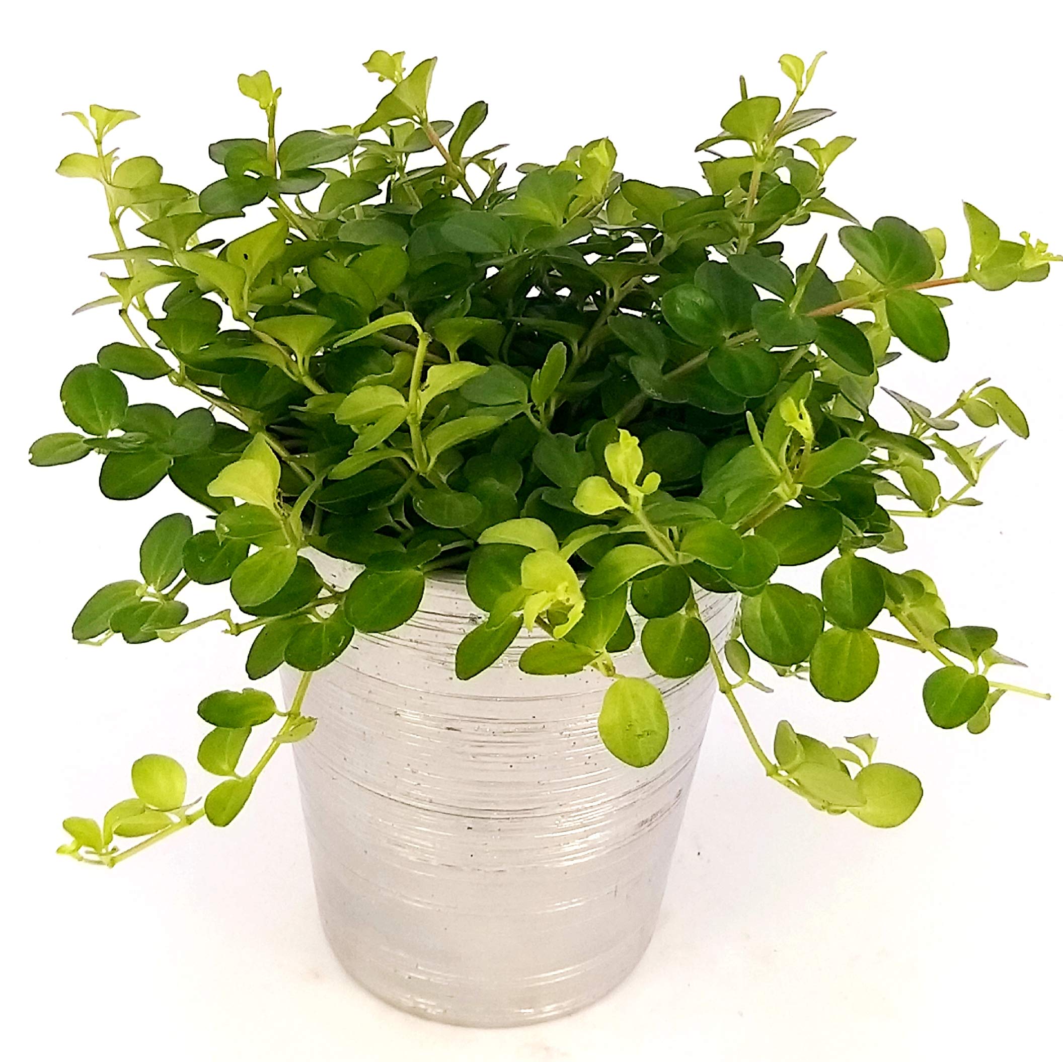 Peperomia Rotundifolia In Vaso Ceramica Effetto Corteccia - Pianta Vera Ricadente, Regalo Verde Per Casa O Ufficio - 2