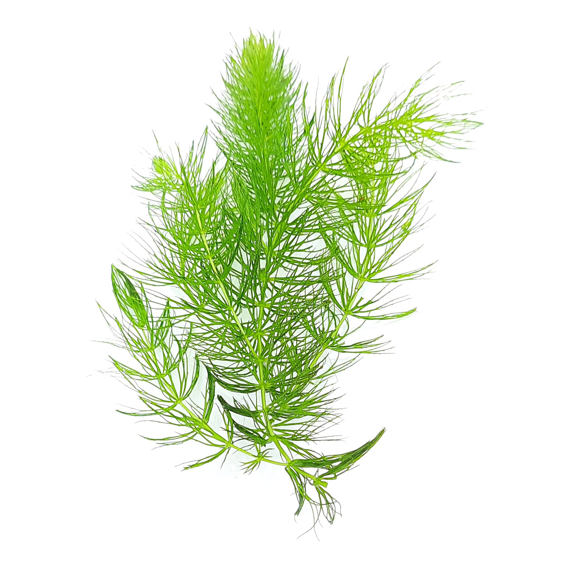 JAMOS PLANTS | Ceratophyllum demersum |Foxtail (B09MC5JMLR) Amazon Price History, Amazon Price Tracker