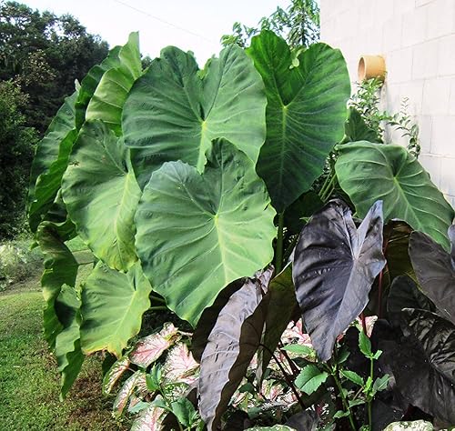 1 Semillas de oreja de elefante Jumbo (Colocasia esculenta) Planta Tropical 9-11
