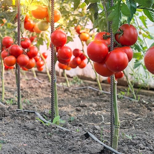Miniatura 7 de Besitu Estacas rectas de barras de refuerzo de 24 pulgadas (paquete de 20), estacas de metal de acero de 12 pulgadas de diámetro para jardín con