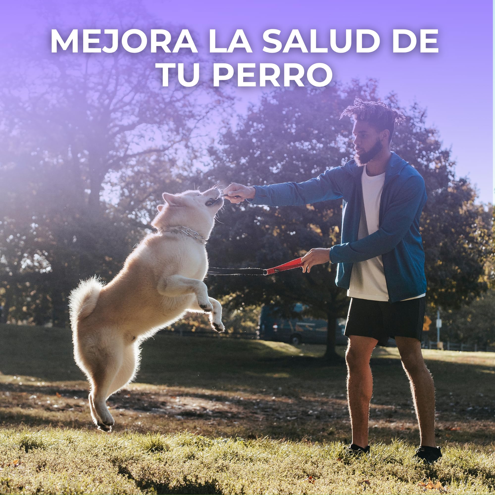 MOLY Pack 50 Huesos Prensados para Perros 8 cm | Snack Natural para Cachorros y Razas Pequeñas | Refuerza Salud Dental y Encías | Bajo en Grasa | Ocupación Prolongada y Segura