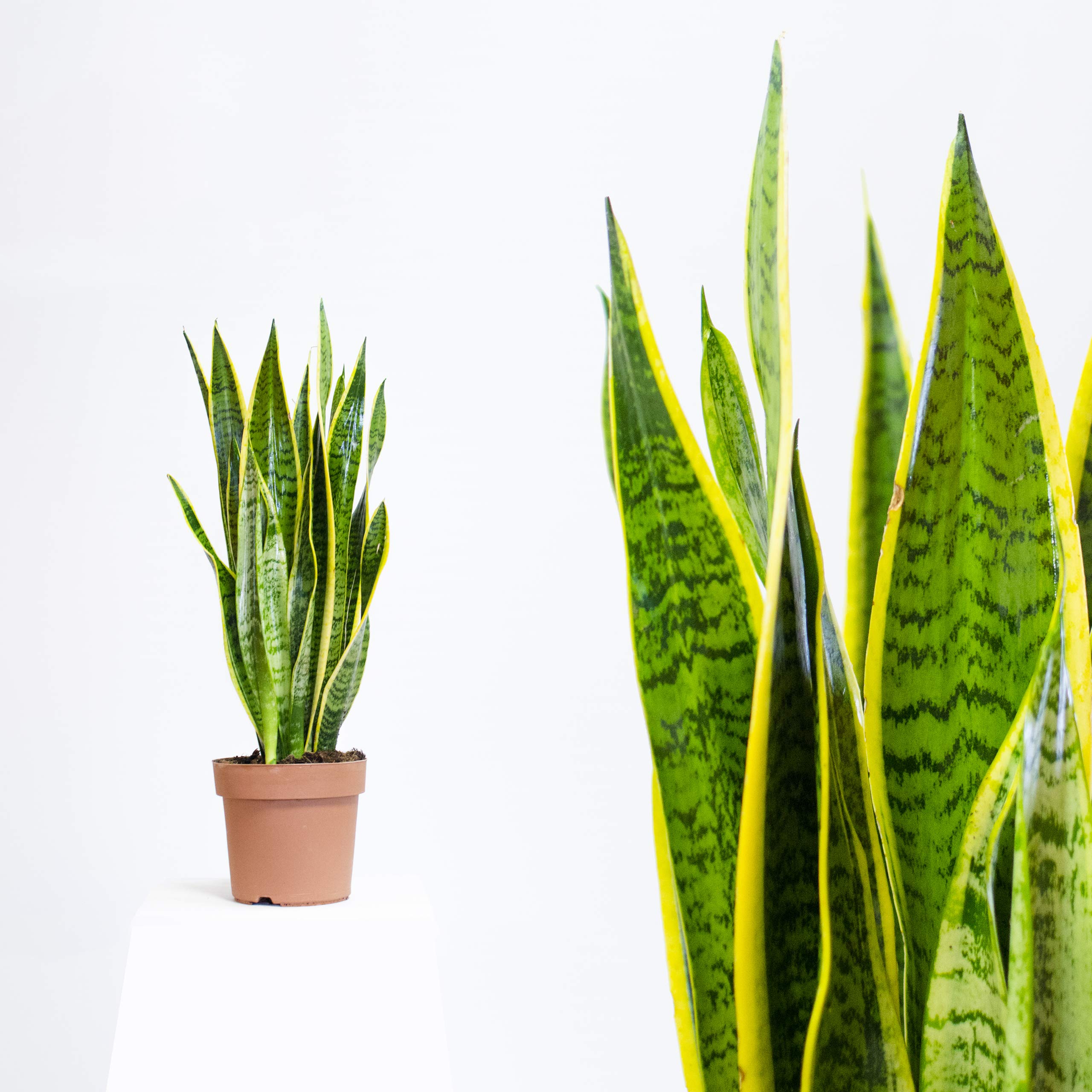 syngonium albo variegata vermehren Syngonium Albo Variegata – Foliage Dreams main image 0