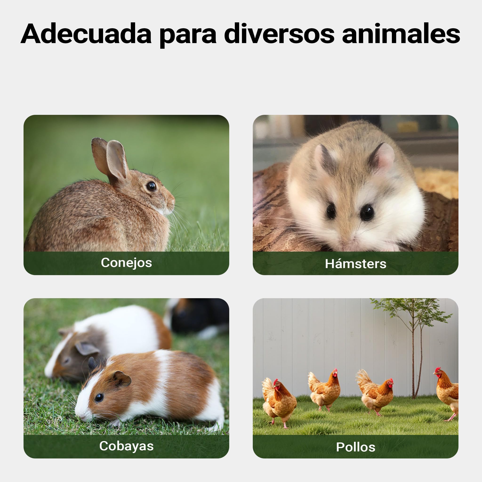 Conejera caseta Jaula Conejos Animales pequeños recinto Descubierto Corredor Madera Abeto