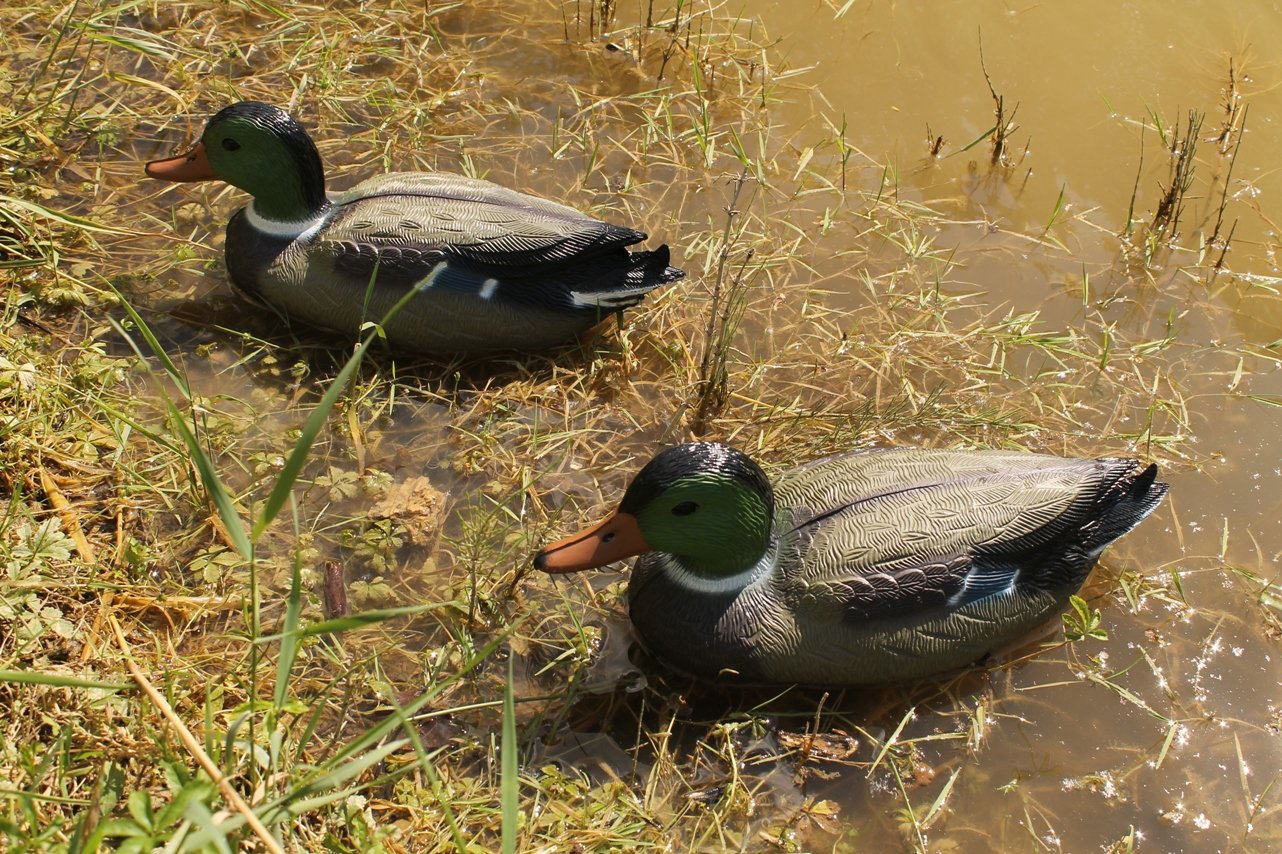 ARTECSIS 2X Canard colvert Male en Plastique 35 cm, Figurine pour Jardin, Décoration pour Étang ou Leurre pour la Chasse