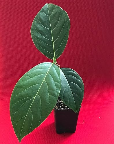 Miniatura 3 de Jackfruit Artocarpus Heterophyllus Jack - Árbol de plantas de plántulas de frutas de 8 a 13 pulgadas