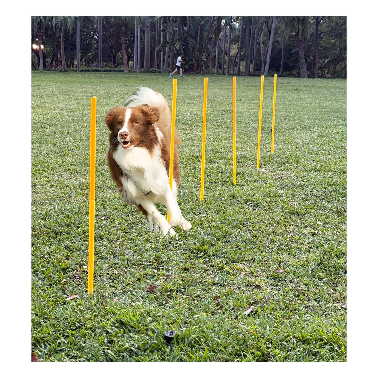 Set di attrezzature per l'agilità del cane, corsa ad ostacoli all'aperto con 6 aste intrecciate e barra di salto regolabile, fibbia di conversione parziale regalo (scatola cieca), giallo