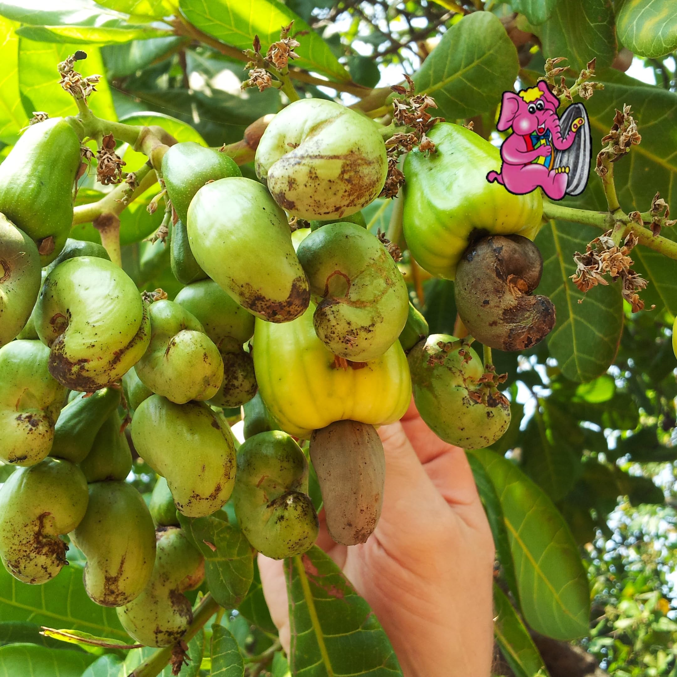 Anacardos Naturales Toque de Sal · El Elefante Rosa Premium · Bolsa 1Kg · Snack Saludable y Energía