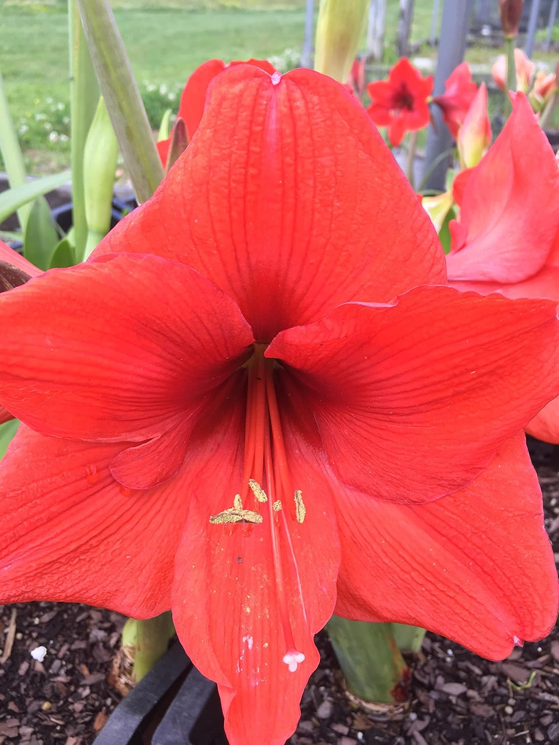 Amaryllis Red Lion Huge Bulb 28-36cm! Great Holiday Gift! Easy Grow Bulbs!