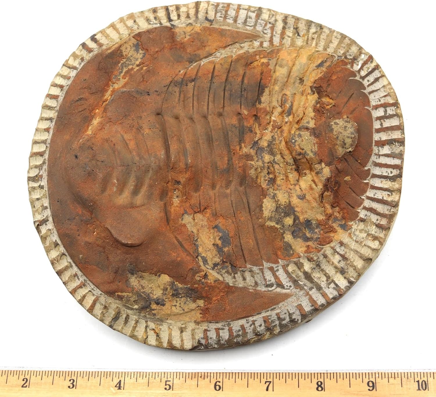 Trilobite Andalusiana Large Moroccan Fossil 520 Million Yrs Old #18038