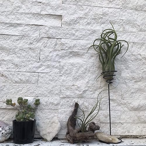 Miniatura 4 de AHANDMAKER Paquete de 6 soportes para plantas de aire, 3 tamaños, contenedor de plantas de aire, soporte Tillandsia para exhibir plantas de aire