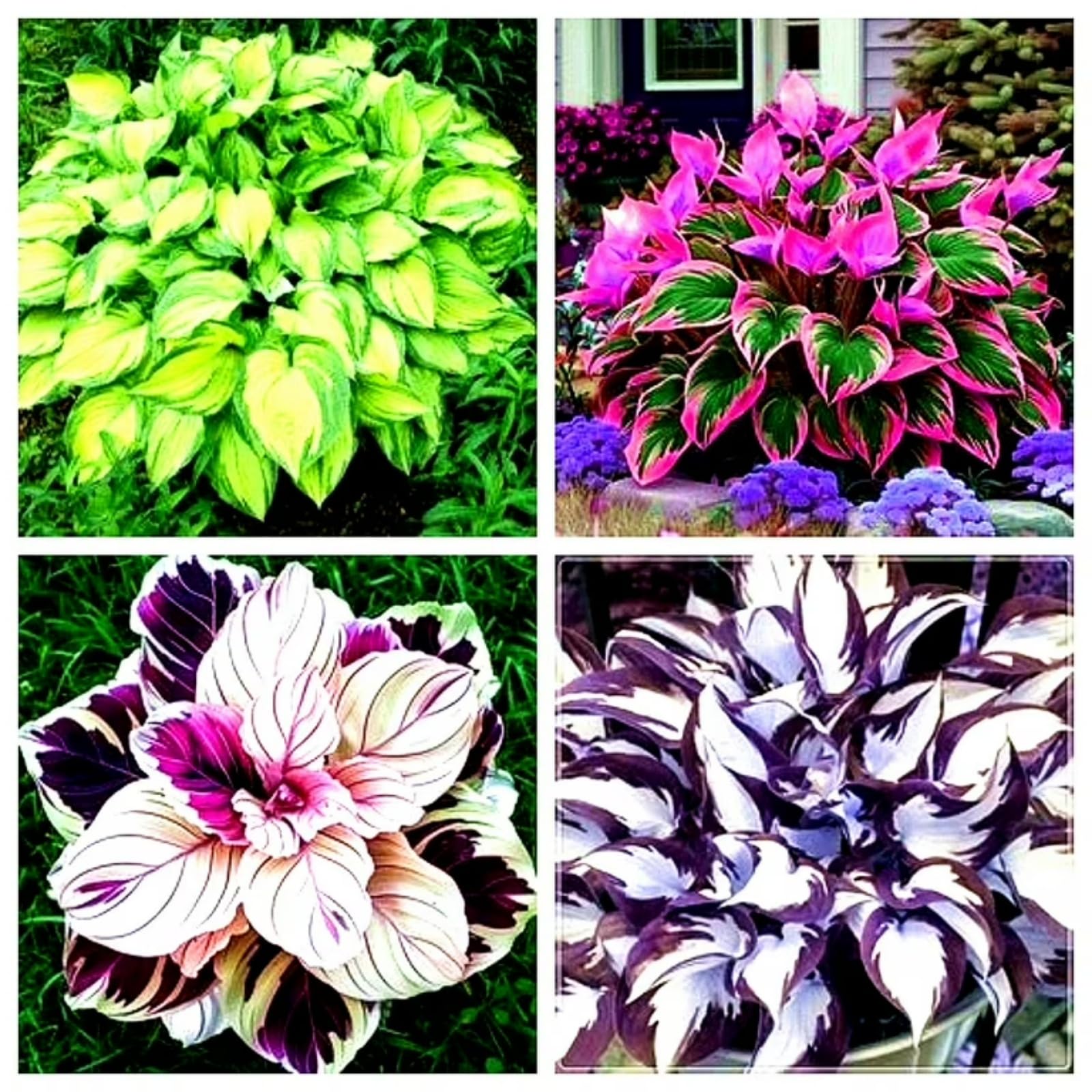 Premium Hosta Bulbs Simple to Grow โ Perfect for Gardens, Cut Flowers & Enchanting Displays Winter Hardy Hosta Bulbs-6 Bulbs-F โ image 1
