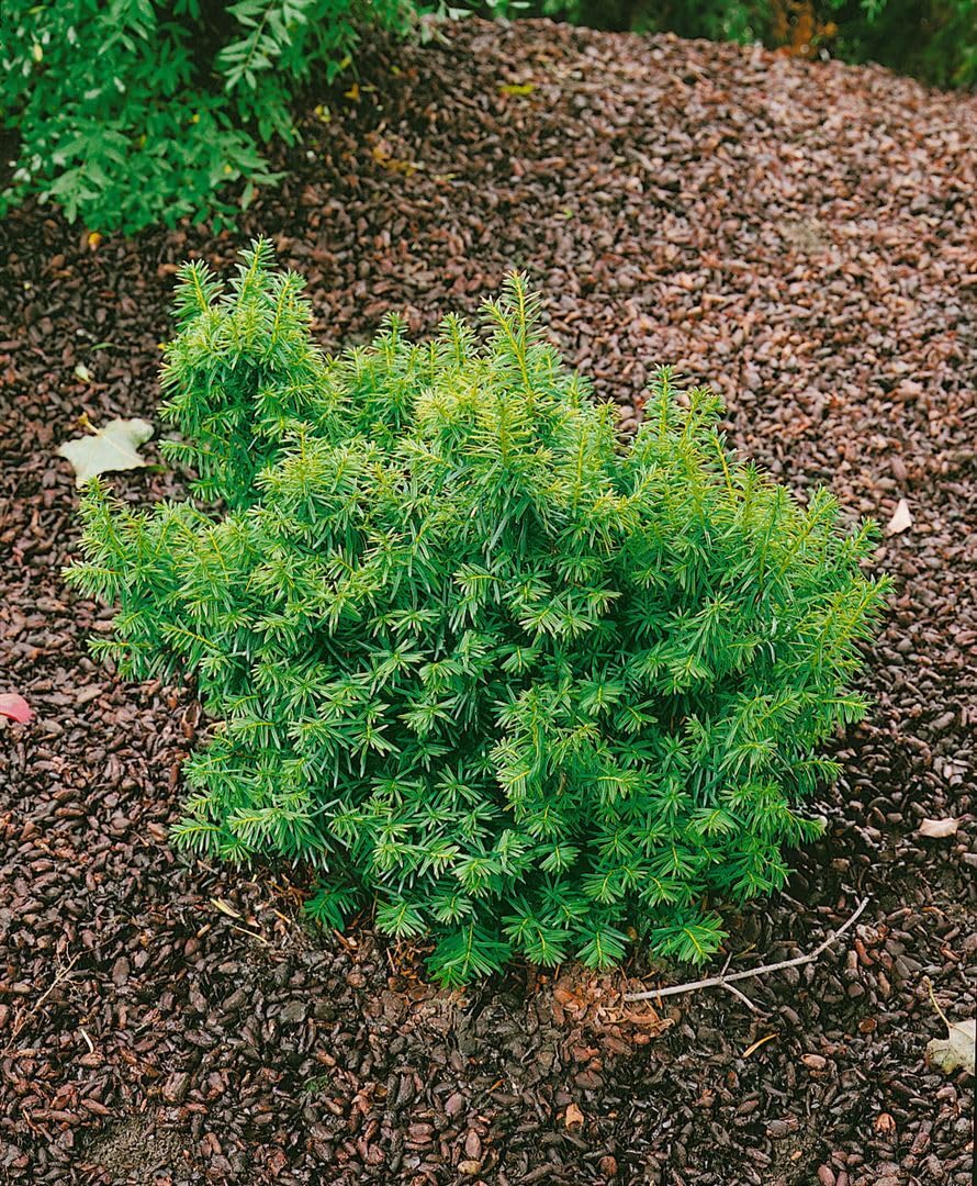 Japanische Eibe Taxus cuspidata Nana 15-20 cm immergrün winterhart