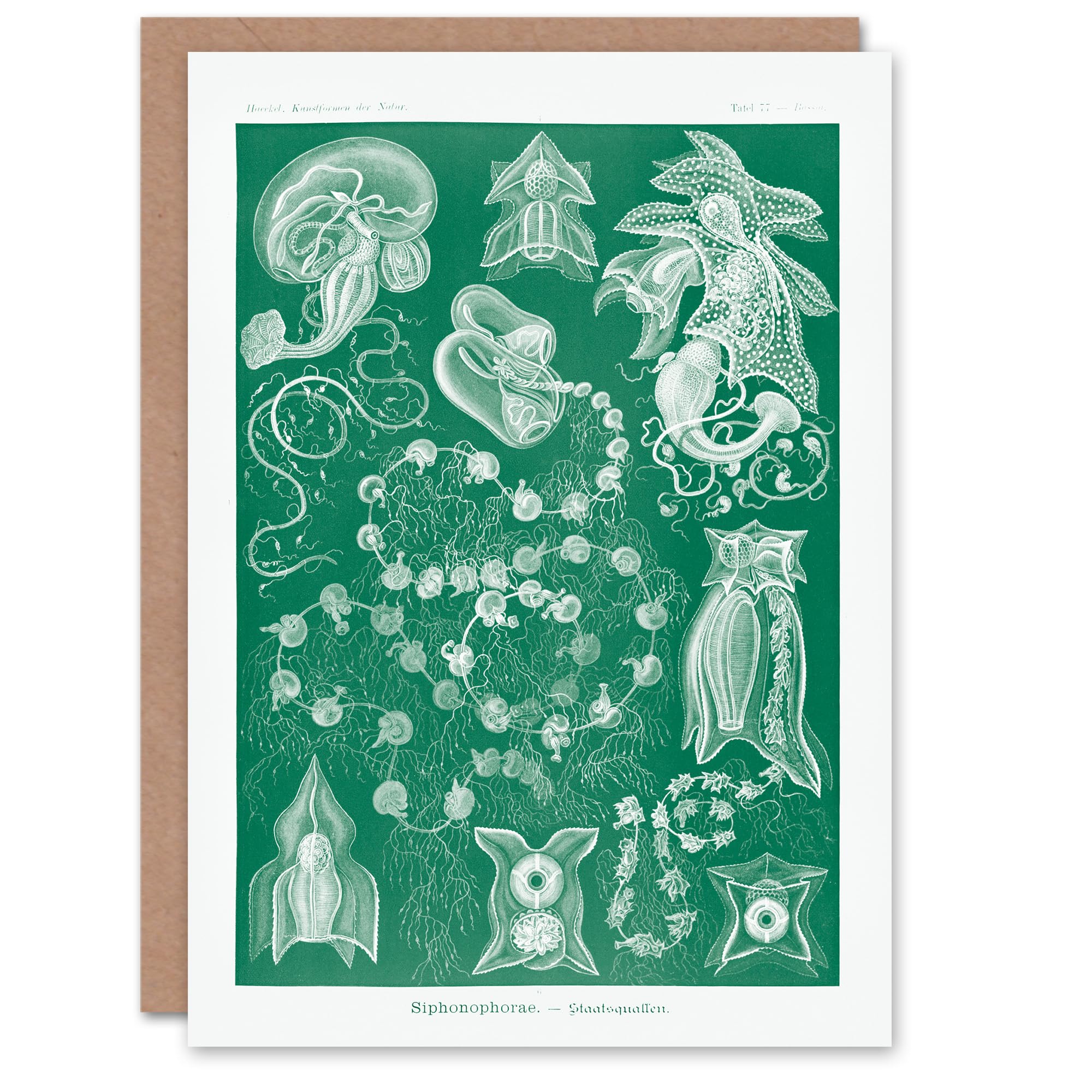 Artery8 Ernst Haeckel Art Card Siphonophorae Vintage Marine Illustration