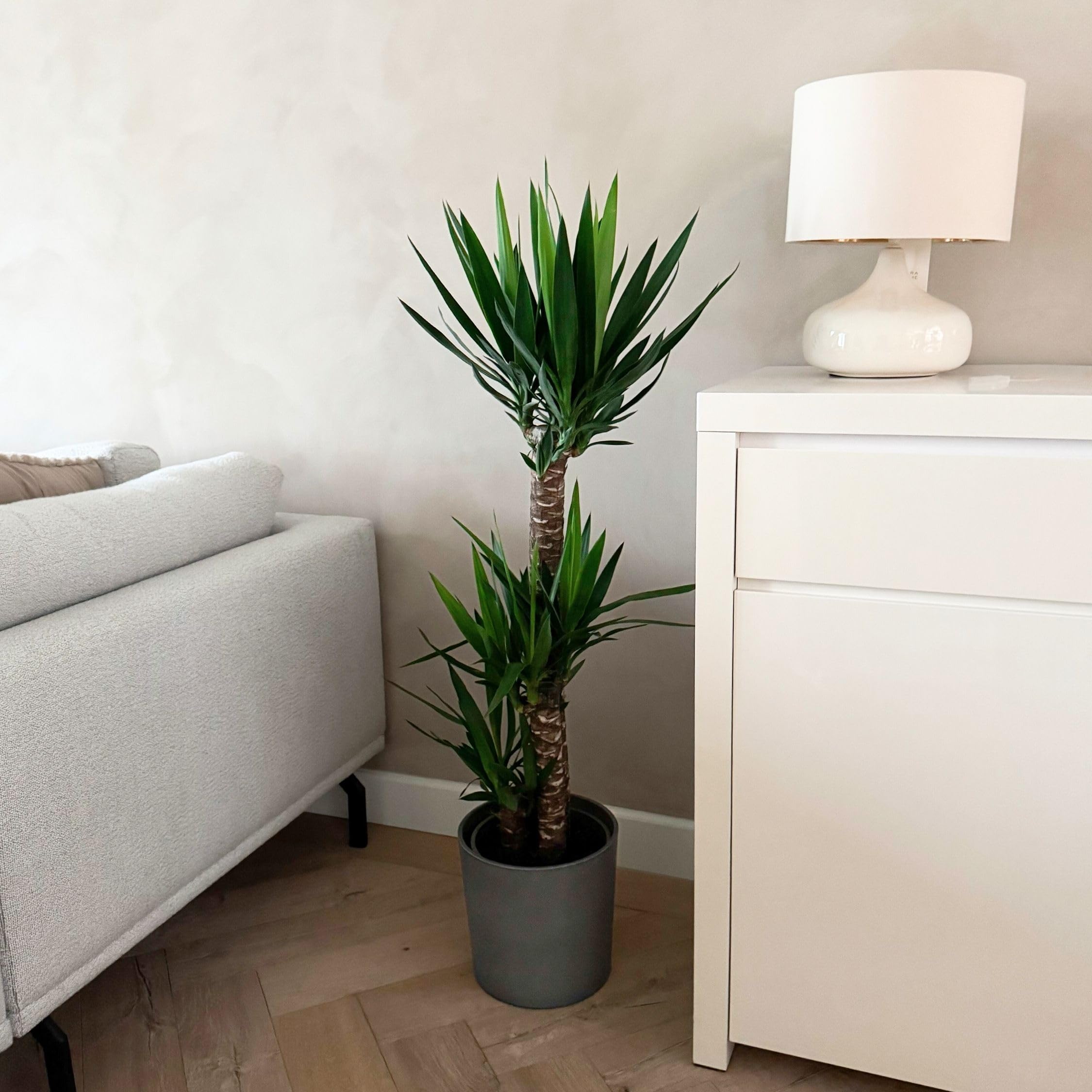 Plant in a Box - Tronchetto della felicità - Yucca elephantipes - Altezza 130-140cm - ⌀24cm