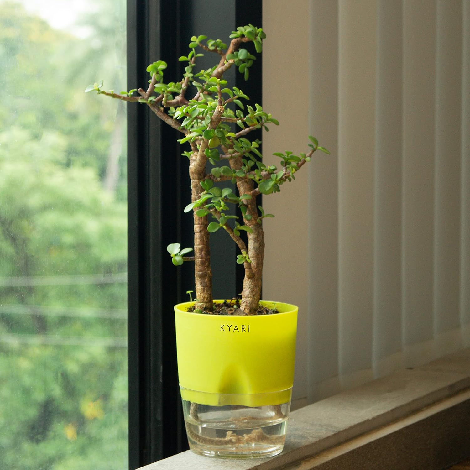 Kyari Live Jade Plant with Green SelfWatering Pot Crassula Ovata