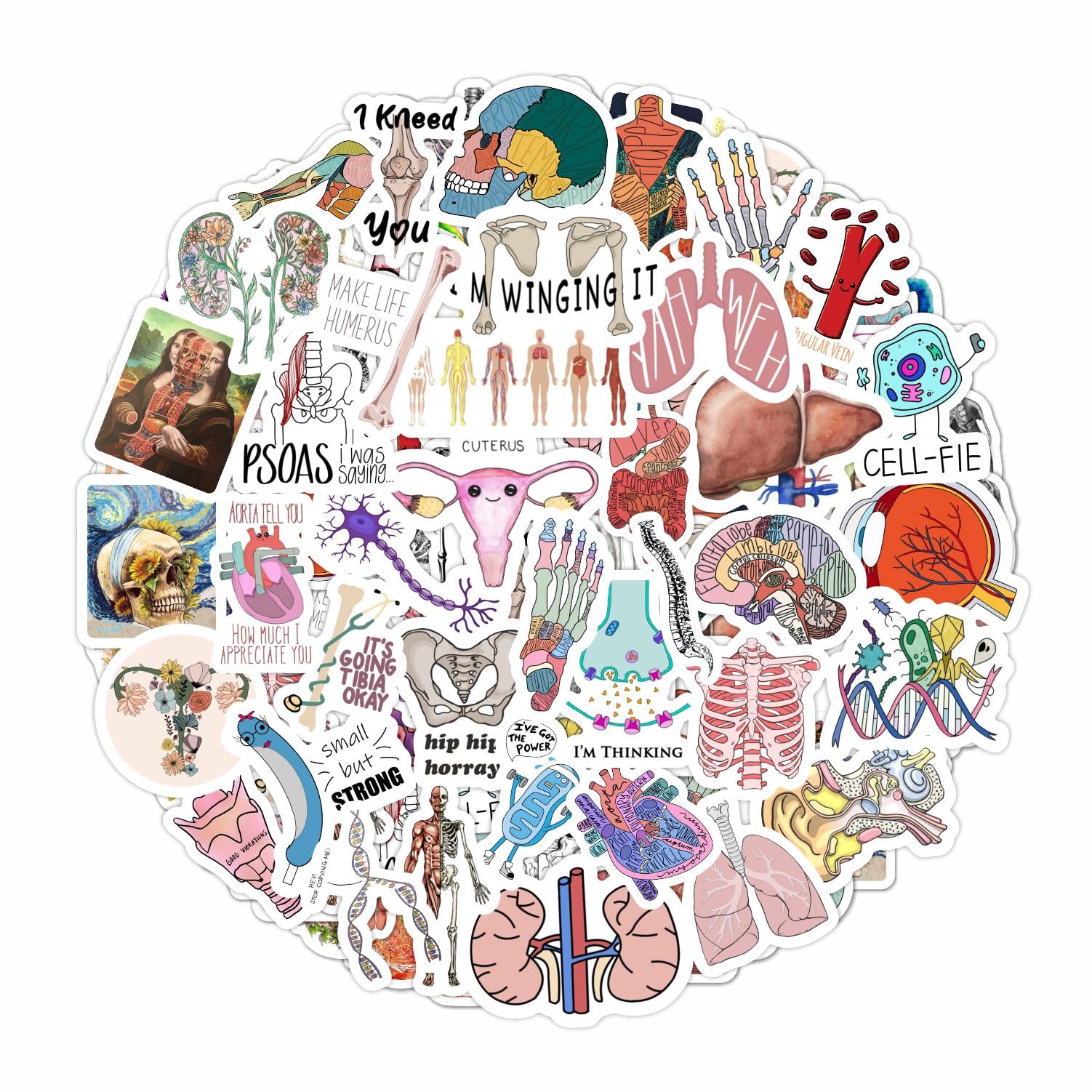 BulbaCraft Anatomy Stickers