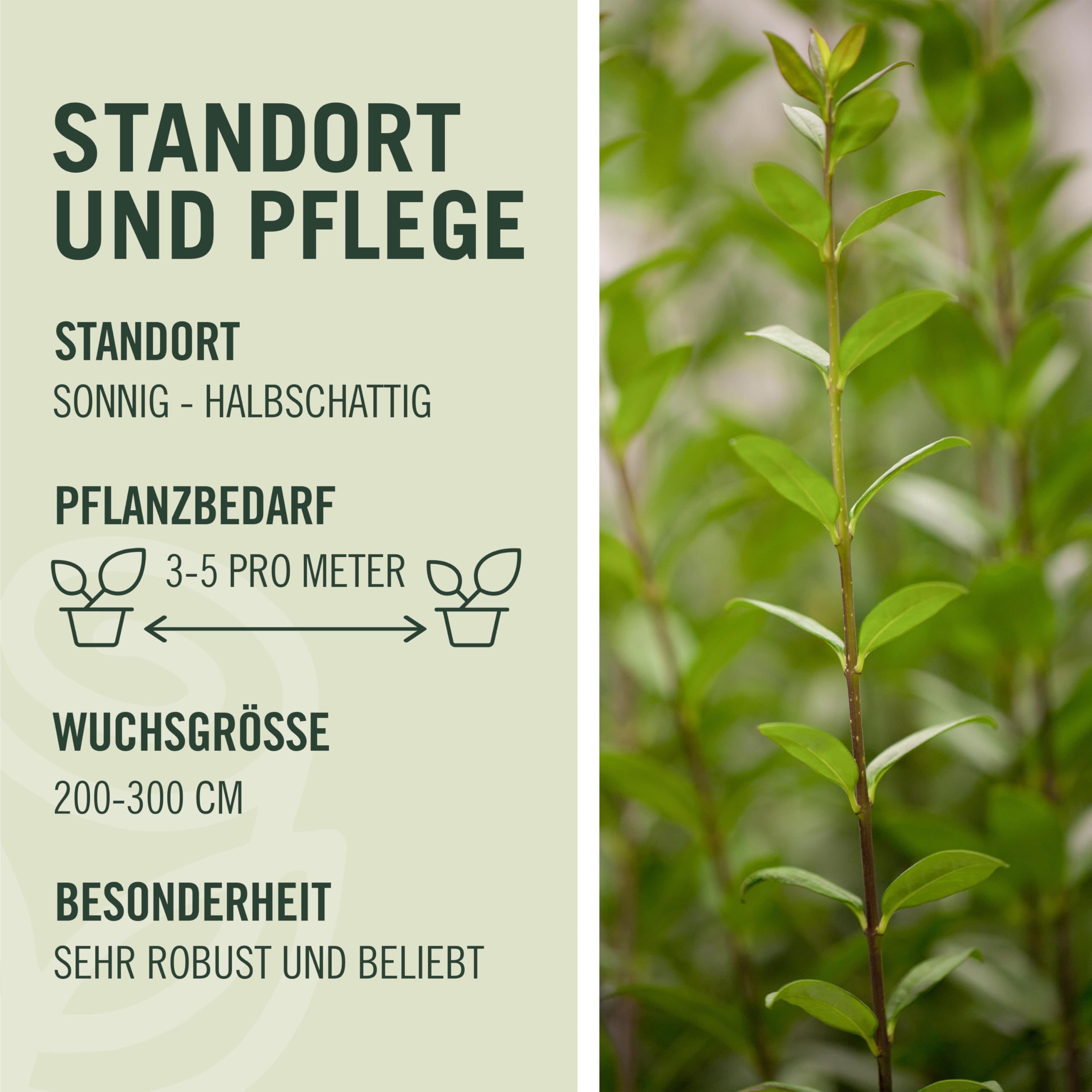 Garten-Schlter Wintergrner Liguster Atrovirens, 60-100 cm geliefert im  Container - Ligustrum vulgare als Ligusterhecke - schnellwachsend,  pflegeleicht, robust, immergrn - Heckenpflanze : Amazon.de: Garten