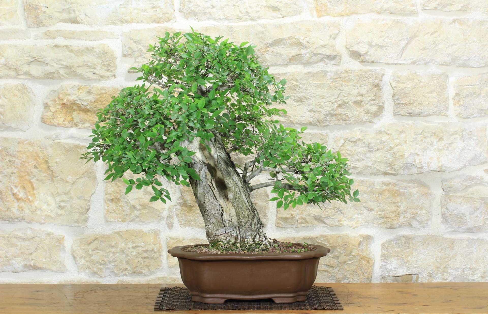 Bonsai di Olmo Campestre (54)