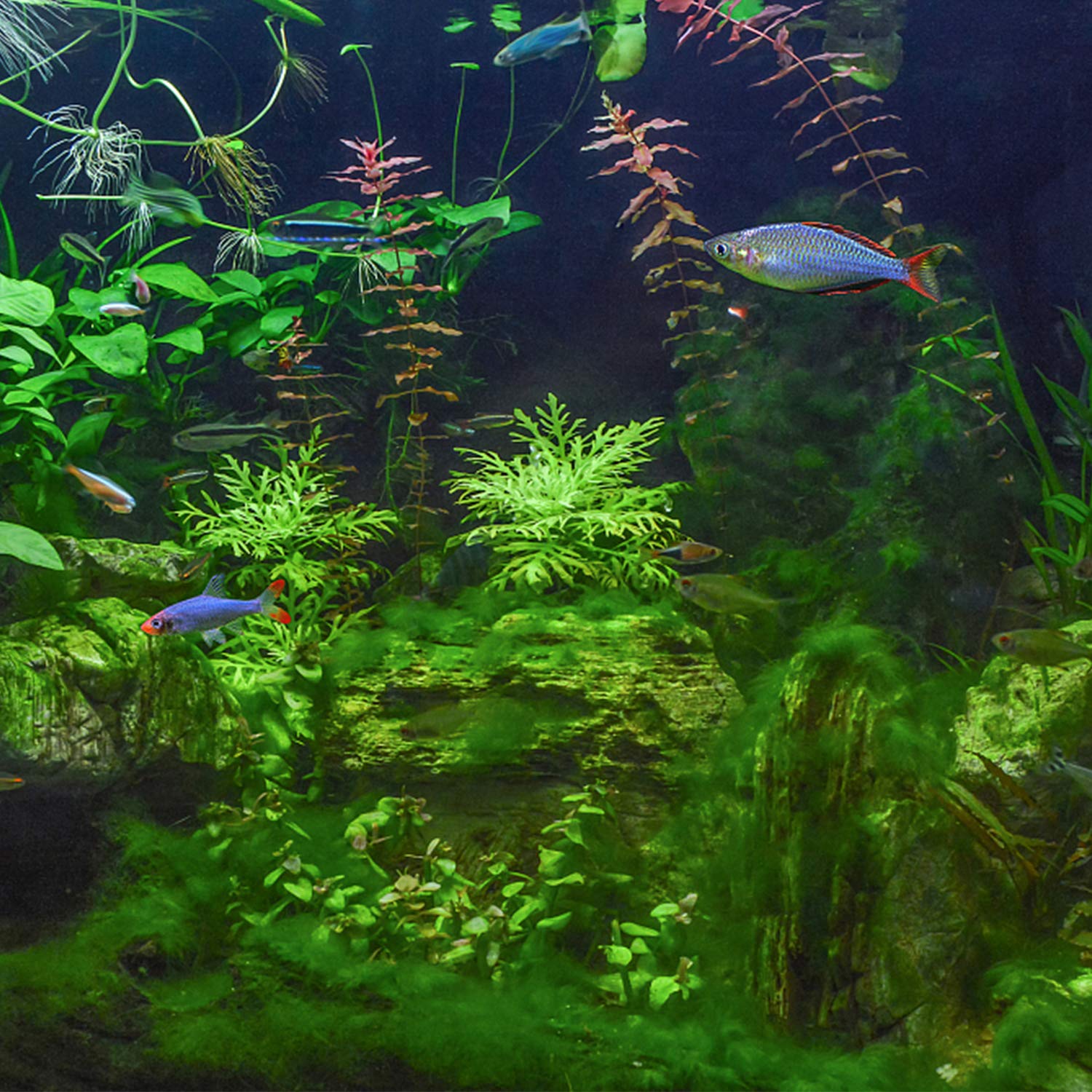 Eclairage Aquarium LED, Lampe LED RGB 62cm pour Aquarium Submersible pour Luminaire Aquarium 6.2w