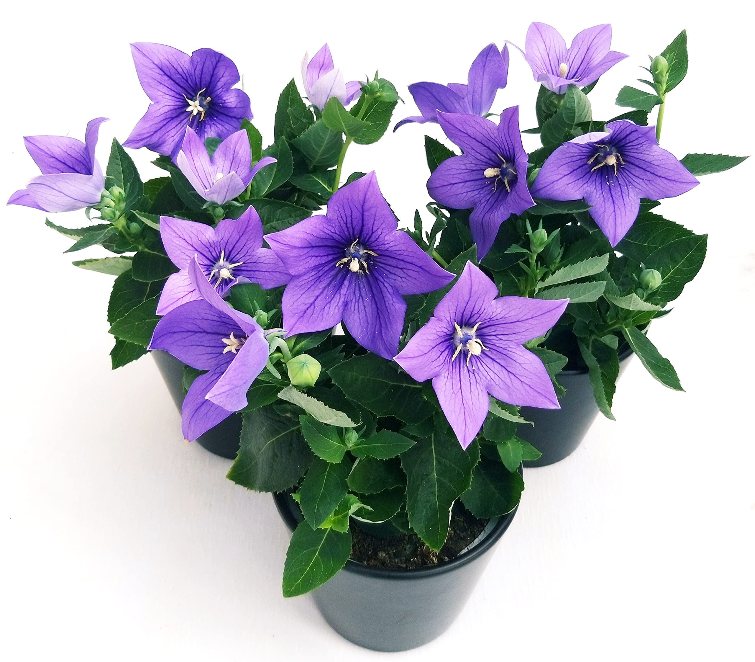 POWERS TO FLOWERS - PLATYCODON BLU 3 PIANTE, piante vere