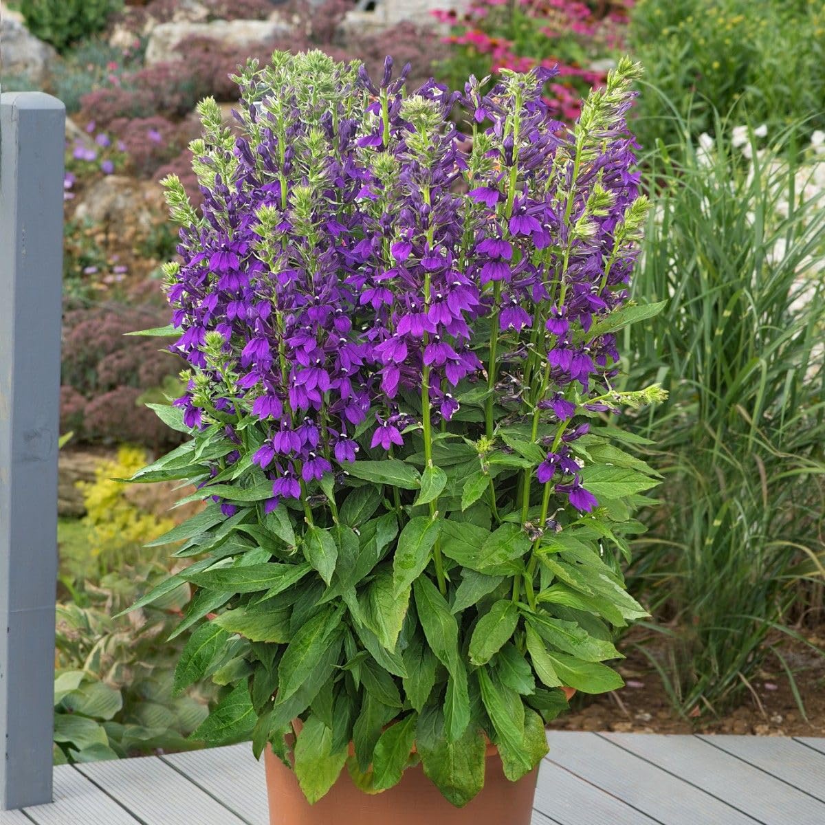 Lobelia Starship Blue, Rich Purple-Blue Blooms, Hardy Perennial, Summer Flowering, Ideal for Borders and Containers, 9cm Pot