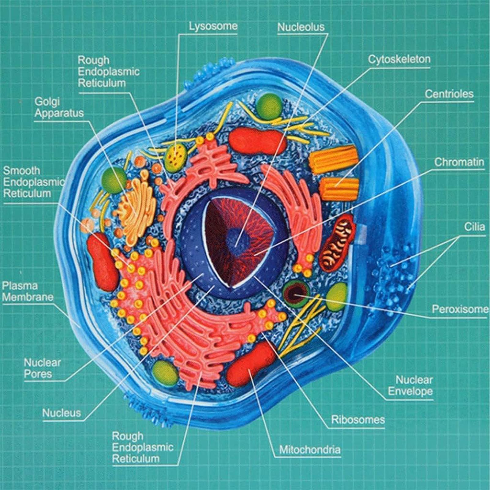 Generico Modello di cellula animale 4D, organelli cellulari, modello di apprendimento della cellula animale, struttura microbiologica sotto il microscopio, 24 parti staccabili