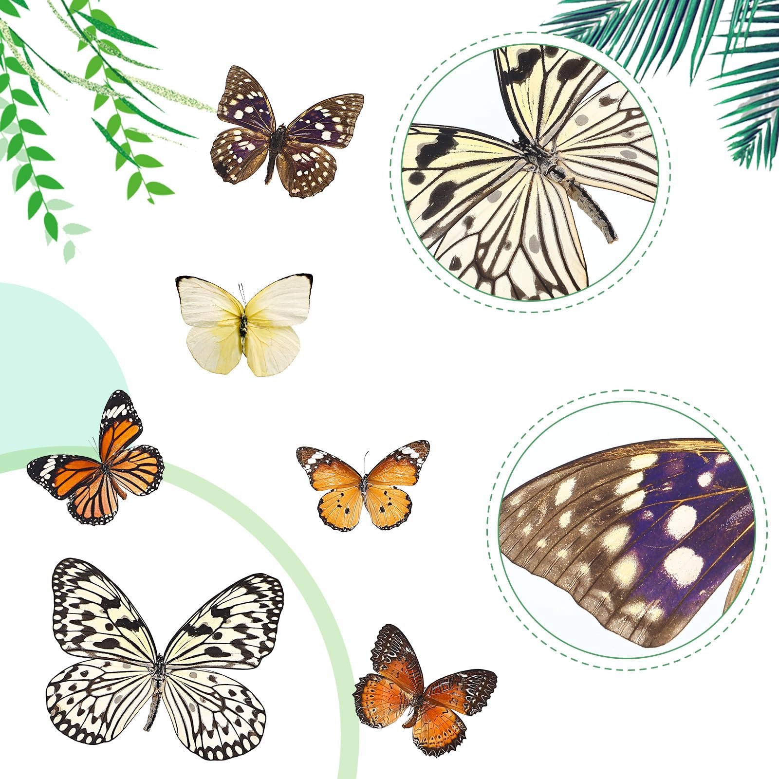 Set 6 Farfalle Naturali Specimen Decorativi per Casa, Accessori Scientifici e Oggetti Decorativi la Parete, Idee Regalo e Educazione Scientifica