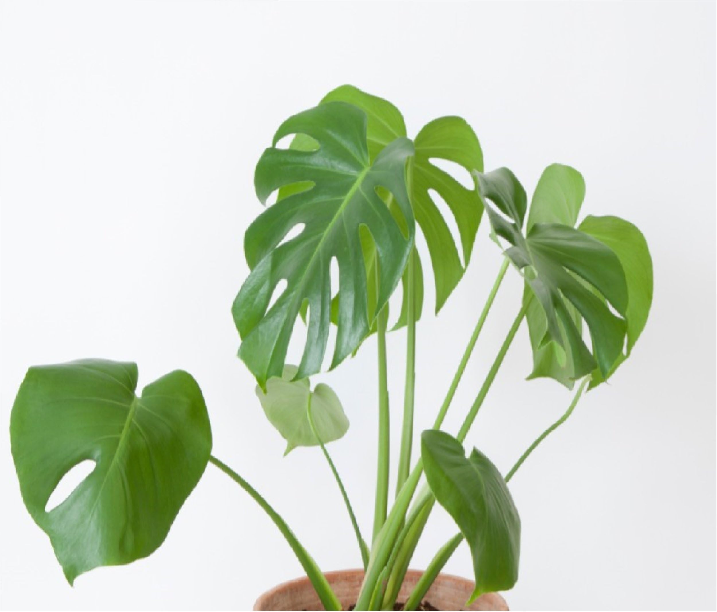 Live Monstera Plant Monstera Deliciosa Plant 2 Plants
