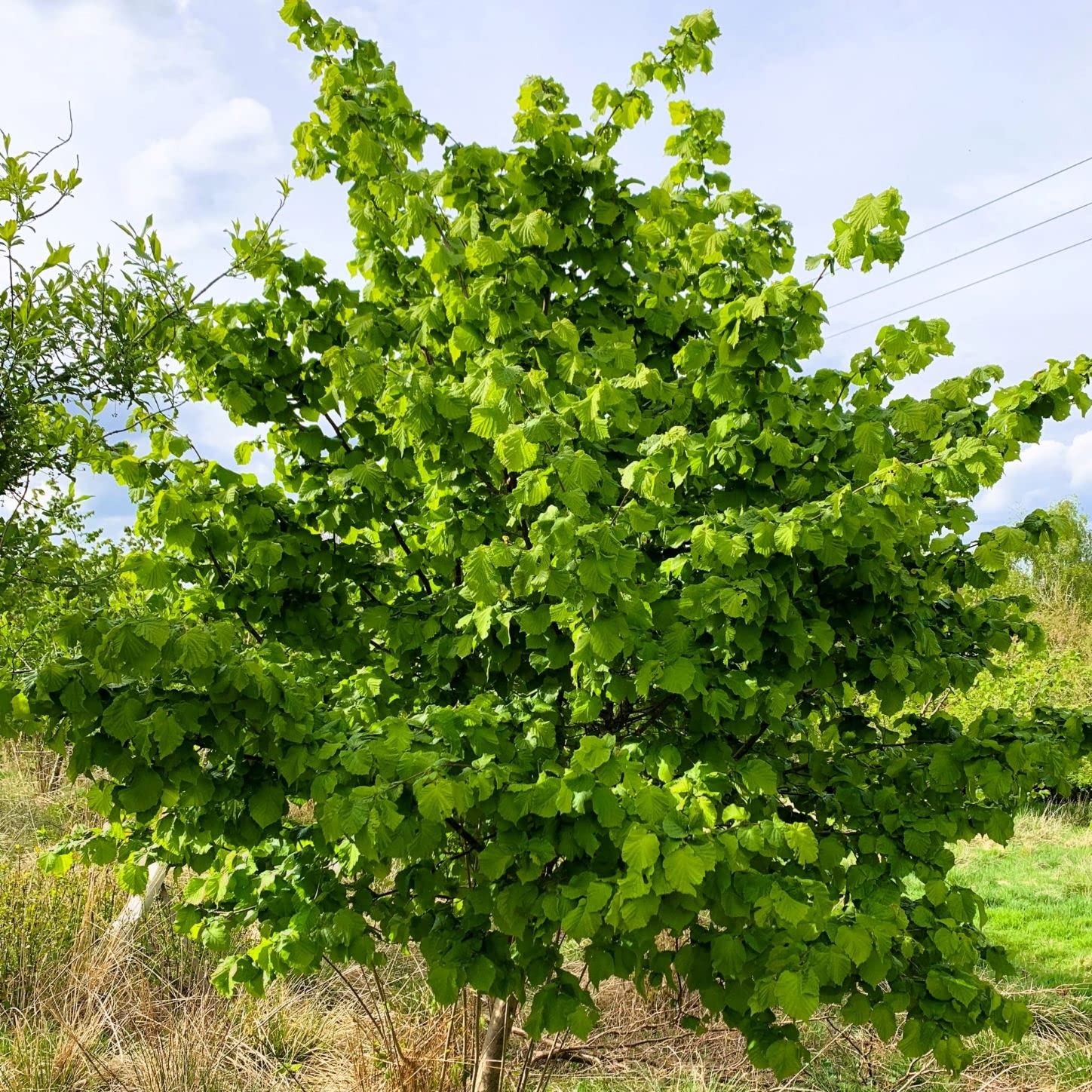 Hazel Tree (Corylus avellana) in a 2ltr Pot peat Free - Grown by Cotswold Trees (30-60cm Tall)