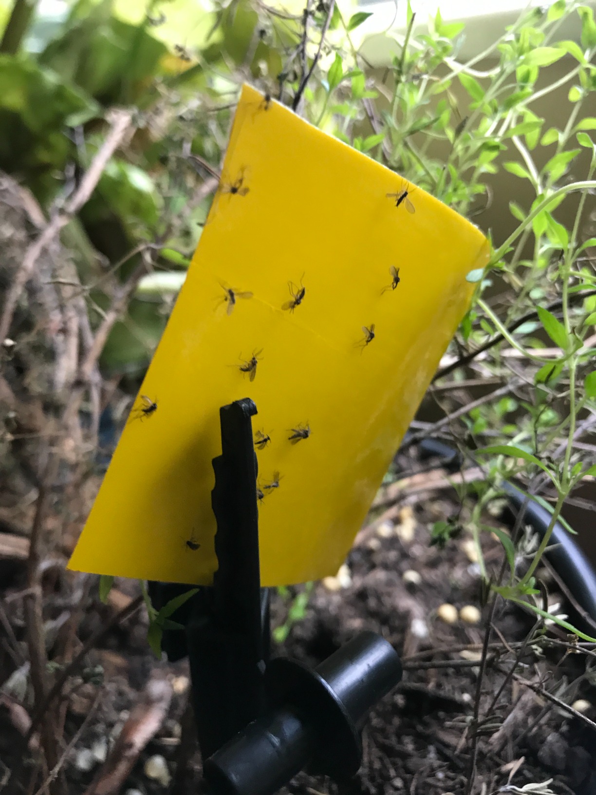 Yellow Insect Traps $1/mo - Finance Gideal 20-Pack Dual-Sided Yellow Sticky Traps for ...