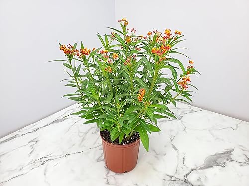 Miniatura 5 de Planta de algodoncillo vivo con flores naranjas, altura total de 28 a 34 pulgadas, atractor de mariposa monarca, Tropical Plants of Florida (planta)