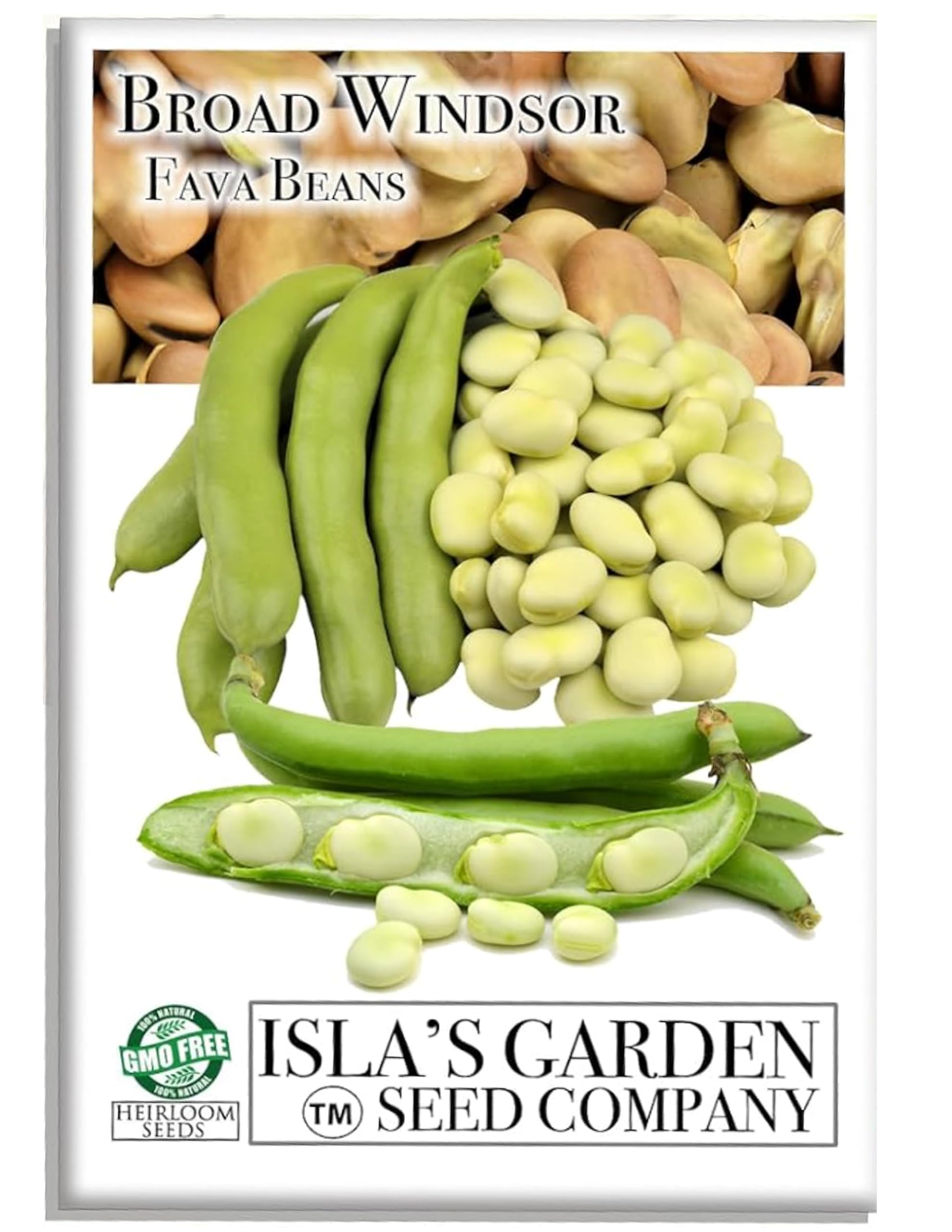 "Broad Windsor" Fava Bean Seeds for Planting, 25 Heirloom Seeds Per Packet, (Isla's Garden Seeds), Non GMO Seeds, 95% Germination & Purity, Botanical Name: Vicia faba, Great Home Garden Gift