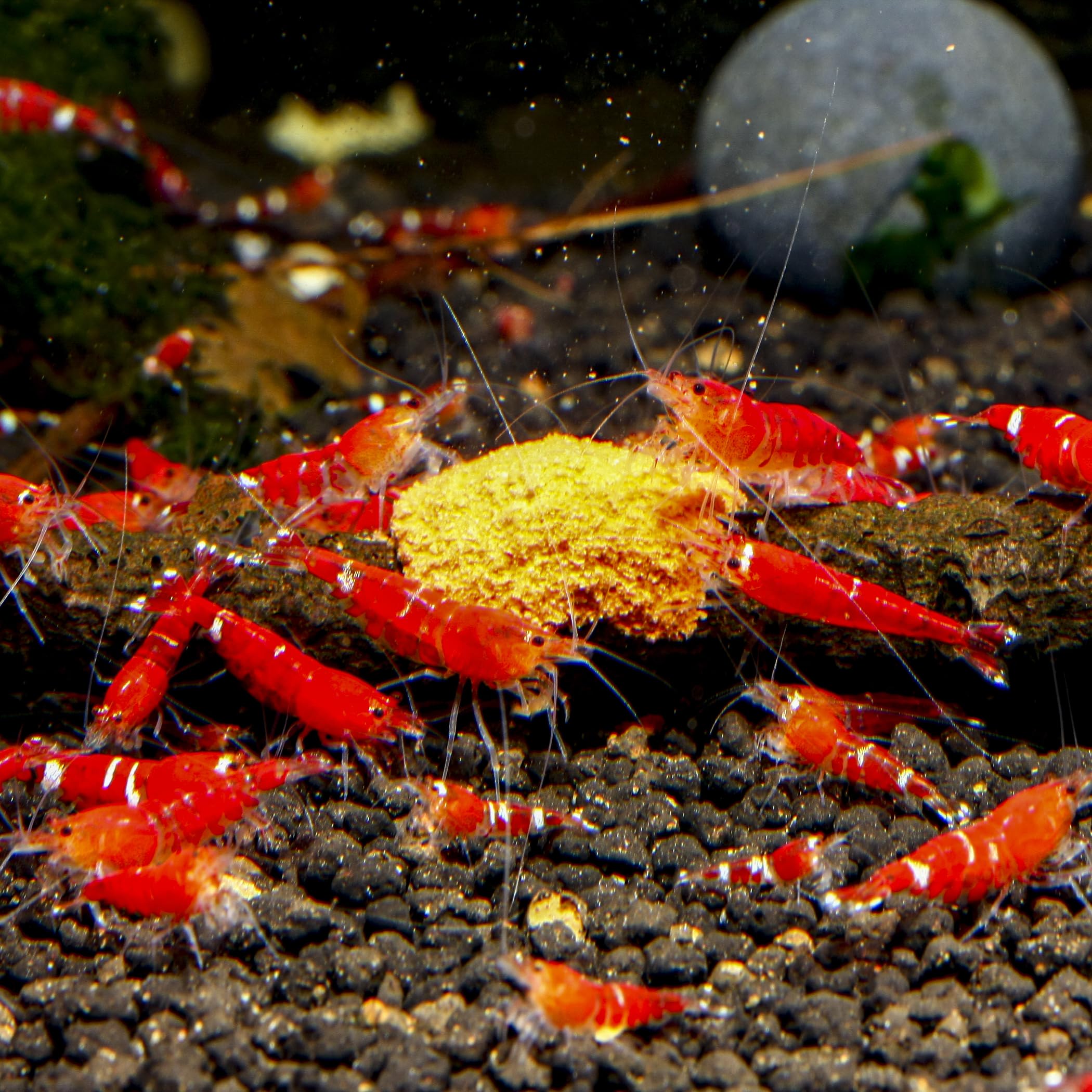 3er-Set Sealife Futter Pasten - Fischfutter und Garnelenfutter Farbfutter Aufzuchtfutter Hauptfutter