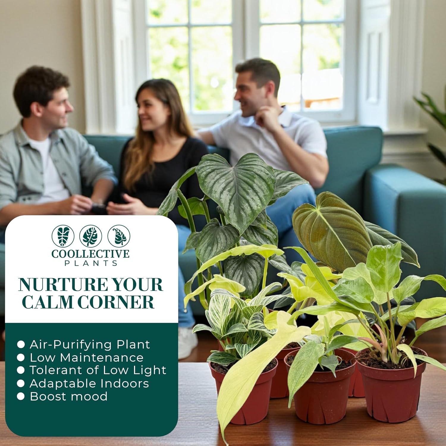 CoollectivePlants Philodendron Collection (8 Pack) – Live Indoor Plants in 4″ Grower Pots, Easy Care Tropical Houseplants, Grower’s Choice Starter Plants for Home or Office
