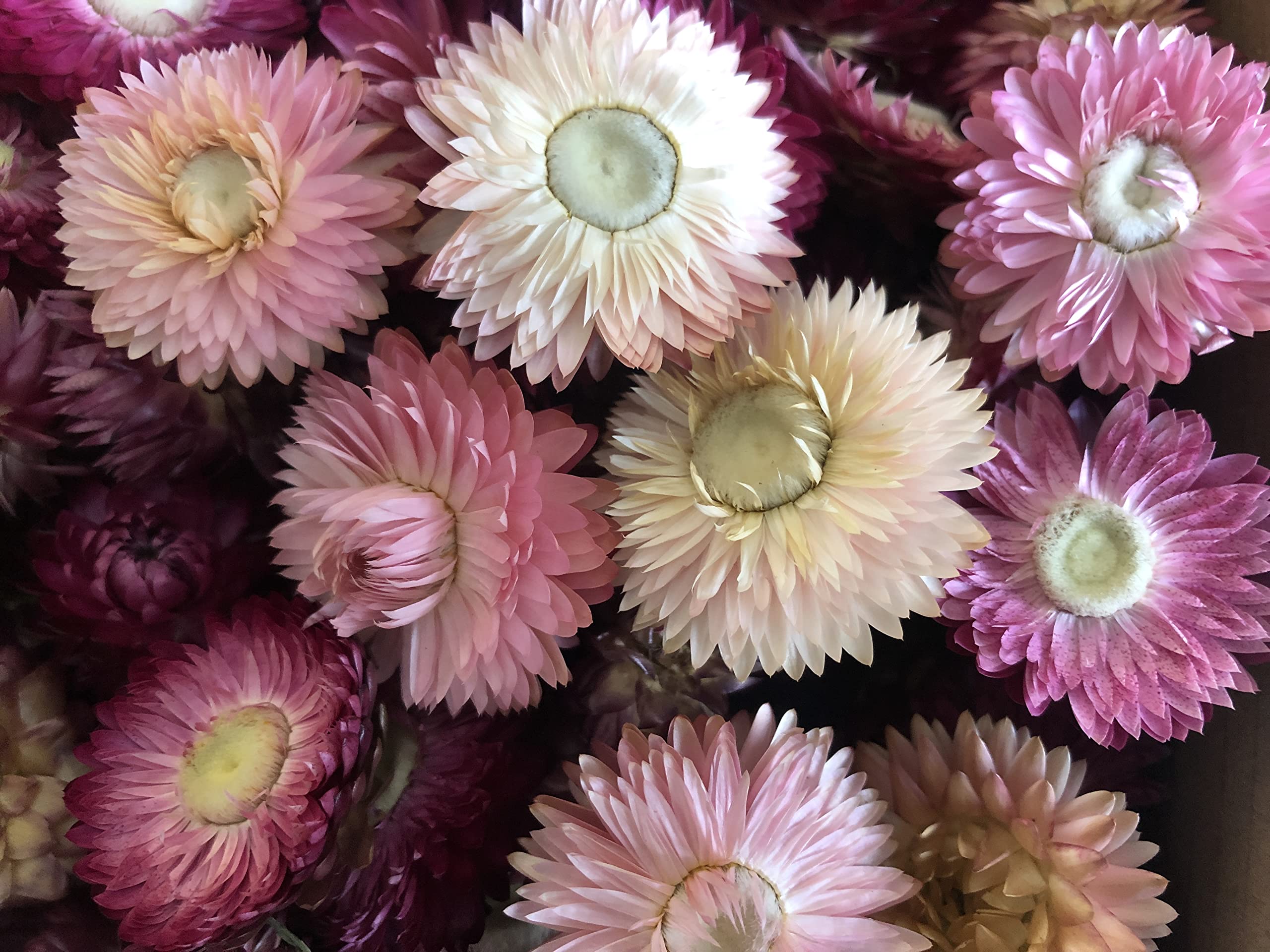 Kunstharz.Art Fleurs Séchées Pour La Décoration, Style