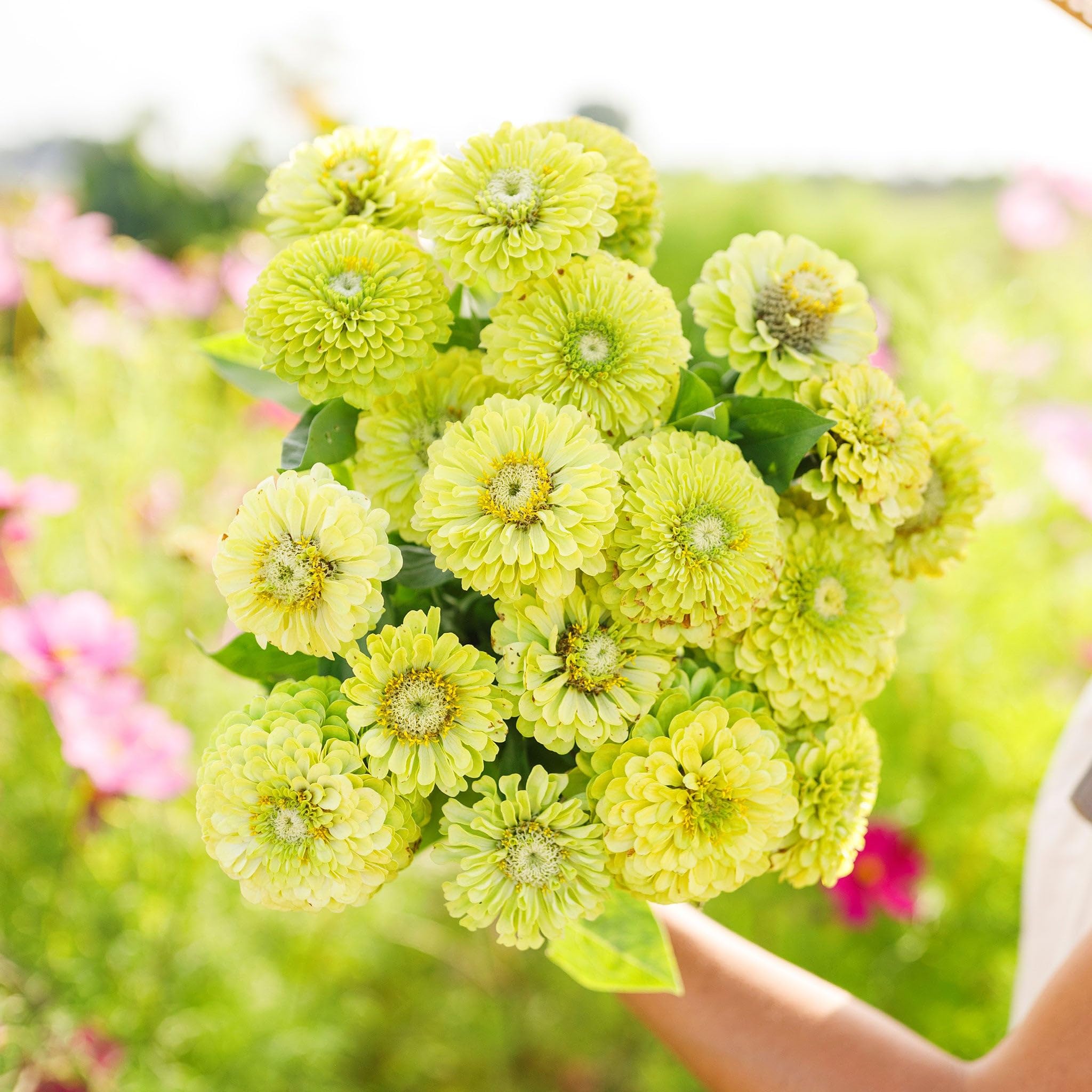 Eden Brothers Zinnia Seeds Envy