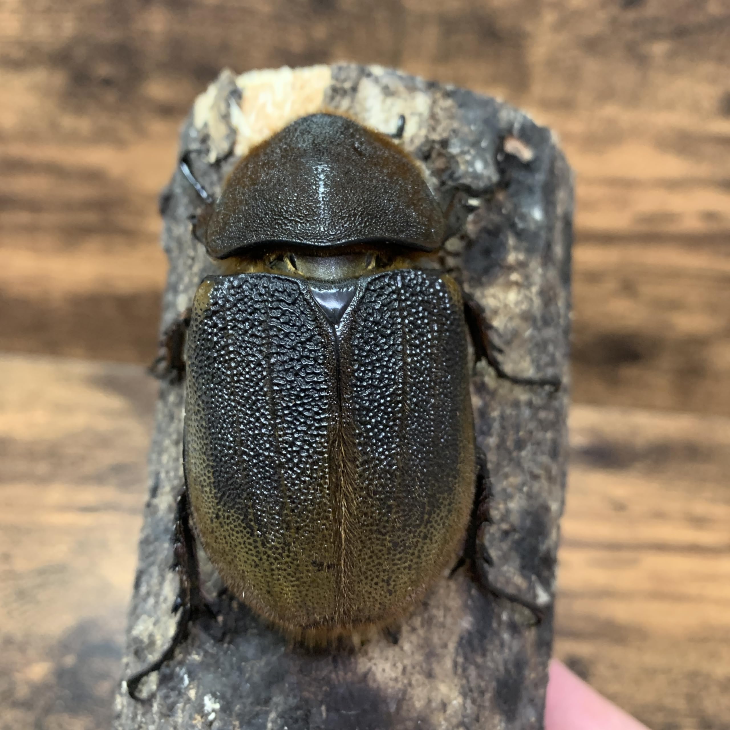 カブトムシ大 (サイズ修正69〜70mm)放生